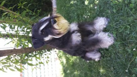 Xido-Xana von Marten