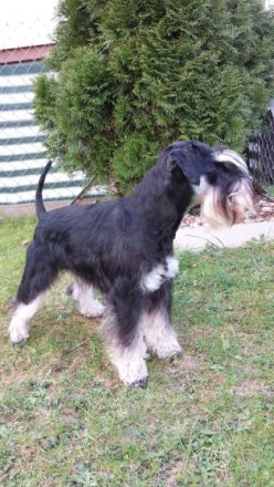 Xido-Xana von Marten