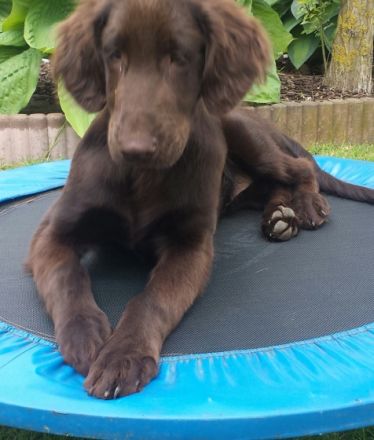 Tierphysiotherapie &  Osteopathiepraxis und Hundefriseur