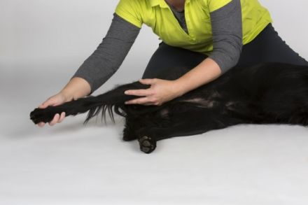 Tierphysiotherapie &  Osteopathiepraxis und Hundefriseur