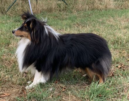 from the Olympic Mountains