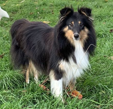 from the Olympic Mountains