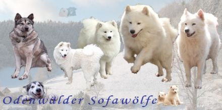 Odenwälder-Sofawölfen
