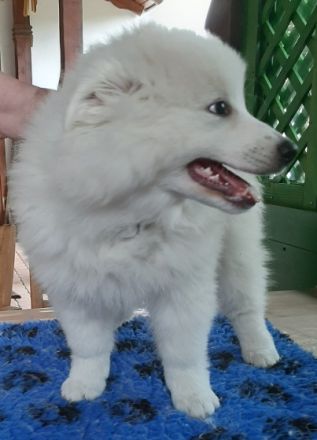 vom Bayerischen Rigi