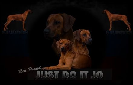 Multi Ch. Red Prayd Just Do It Jo aka Bruce