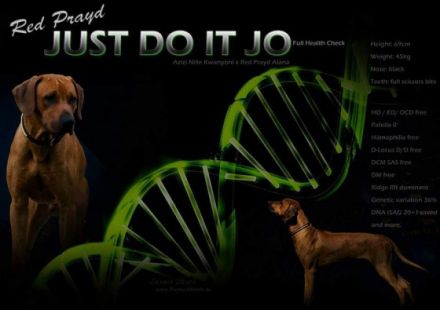 Multi Ch. Red Prayd Just Do It Jo aka Bruce