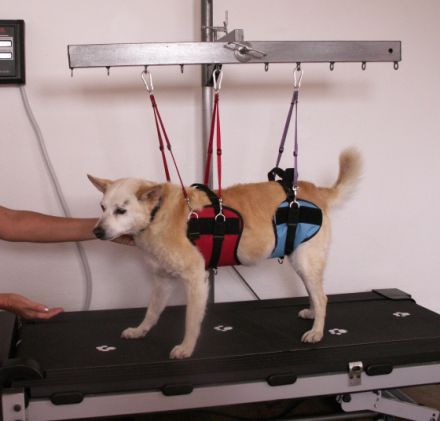 Bea' Hundephysiopraxis