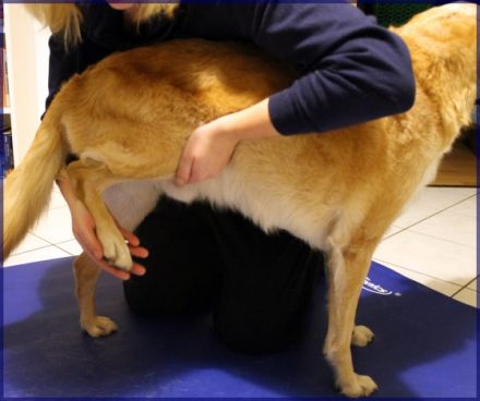 Mobile Hundephysiotherapie Melanie Fischer