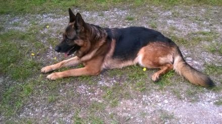 Figo Freiherr von Schloß Pauli