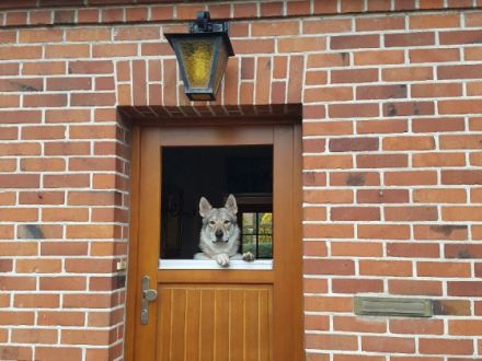 Hundeharmonie Dänschendorf