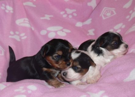 Yorkshire von der weißen Rose