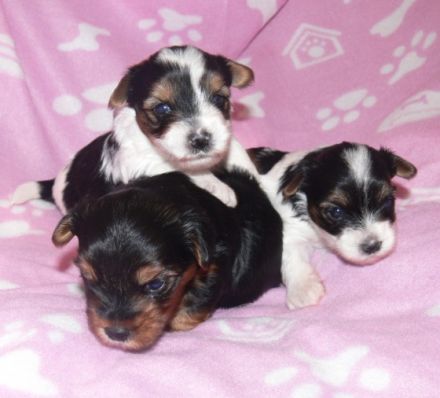 Yorkshire von der weißen Rose