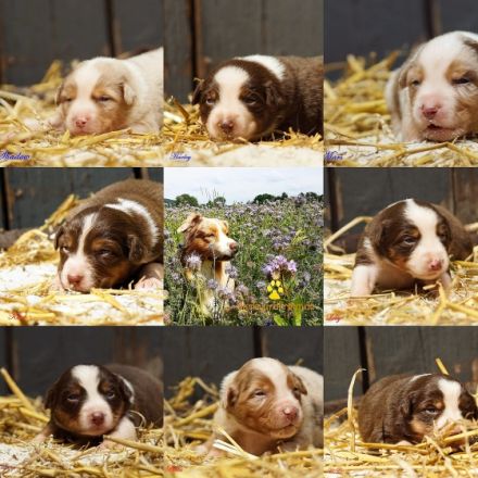 Fascination ID Marley the Conqueror DNA-VP