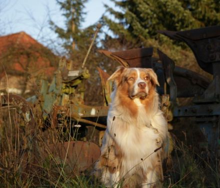 Fascination ID Marley the Conqueror DNA-VP