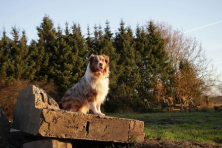 Fascination ID Marley the Conqueror DNA-VP