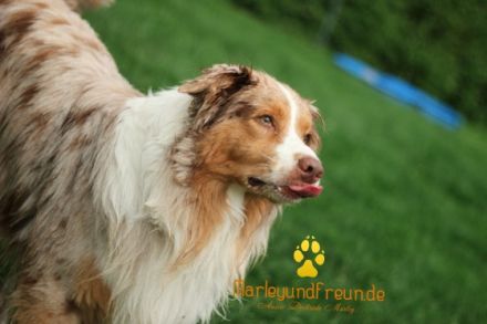 Fascination ID Marley the Conqueror DNA-VP