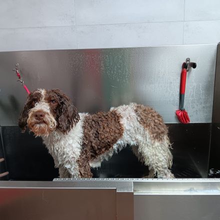 Pension für fröhliche Schnauzen