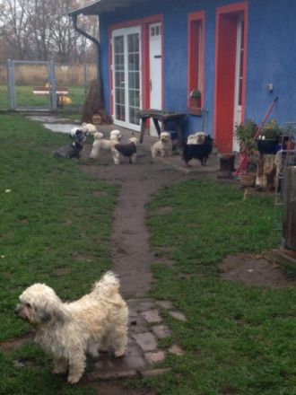 Pension für fröhliche Schnauzen