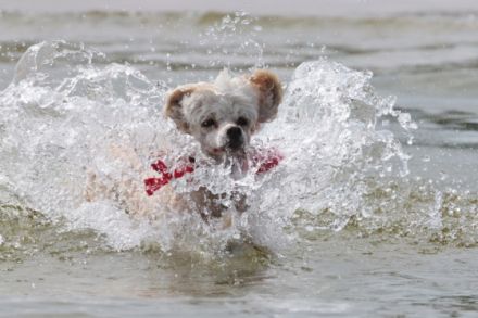 Pension für fröhliche Schnauzen