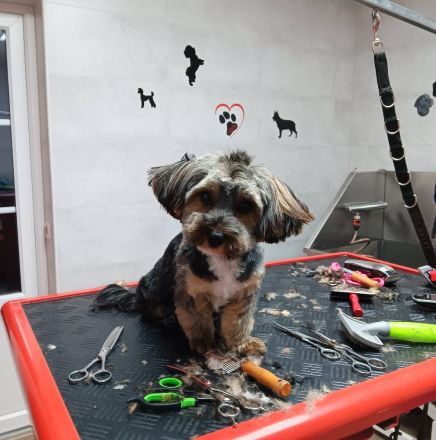 Pension für fröhliche Schnauzen