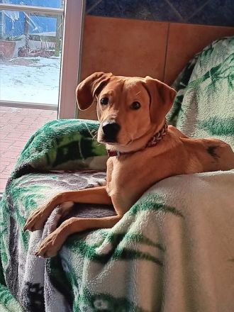 Aufnahme und Neuvermittlung von Hunden, die ihr Zuhause verlassen müssen