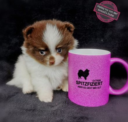 1 Pomeranianrüdenwelpe red,merle-tan Frau Hooper,Tel