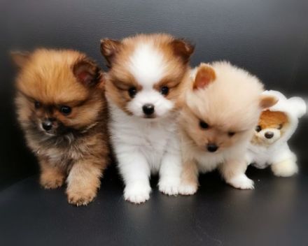 1 Pomeranianrüdenwelpe red,merle-tan Frau Hooper,Tel