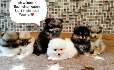 1 Pomeranianrüdenwelpe red,merle-tan Frau Hooper,Tel