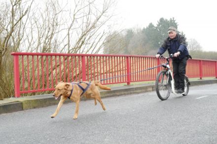 Hundezentrum Hallensen