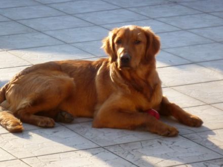 Alvin Sunshine of the Cranberry Lake