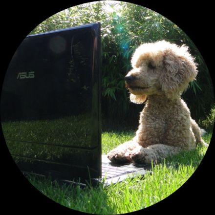 Hund im Fokus Niederrhein