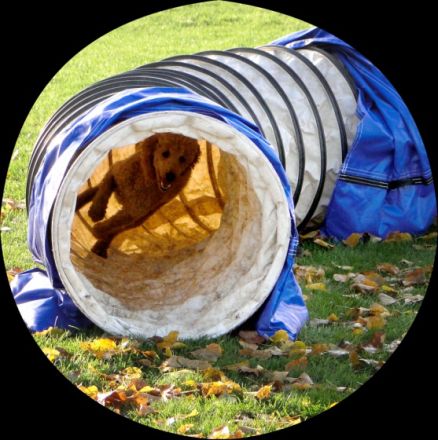 Hund im Fokus Niederrhein