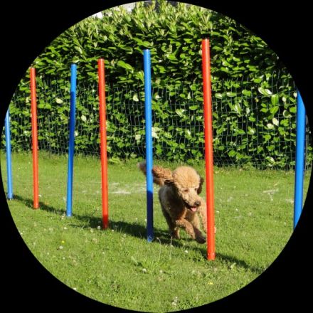 Hund im Fokus Niederrhein