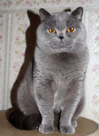 Freiherr Fritz von Schustersmühle