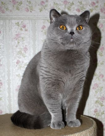 Freiherr Fritz von Schustersmühle