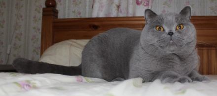 Freiherr Fritz von Schustersmühle