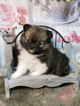 1 Pomeranianhündinwelpe bluemerle, 1 Hündinwelpe