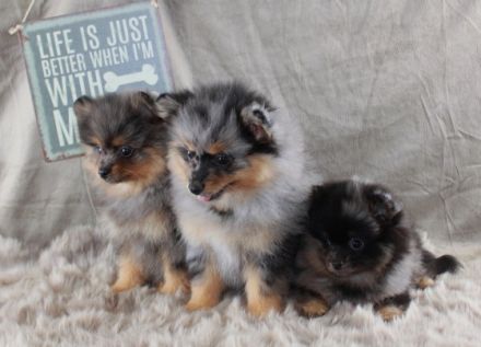 1 Pomeranianhündinwelpe bluemerle, 1 Hündinwelpe