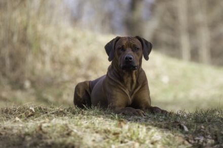 Asani von der alten Aue