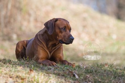 Asani von der alten Aue