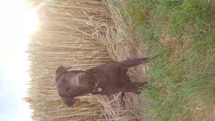 Collin vom Mühlenwald