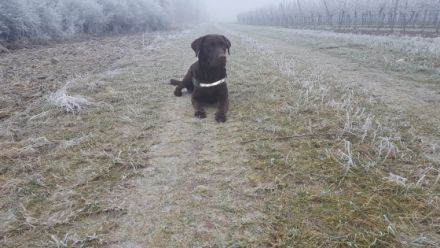 Collin vom Mühlenwald