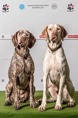 Woodcock Island Braque du Bourbonnais