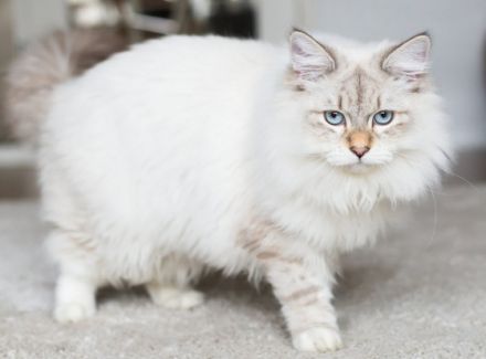 Yuventus Iz Lunnoy Serenady