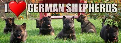 VPS Frankfurt/Main Preungesheim 1911 e.V.