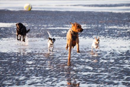 Tierphysiotherapie BewegungsTalent