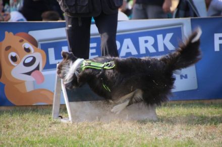 Verein für Hundesport  Lentinger Jura Flizzer e.V.