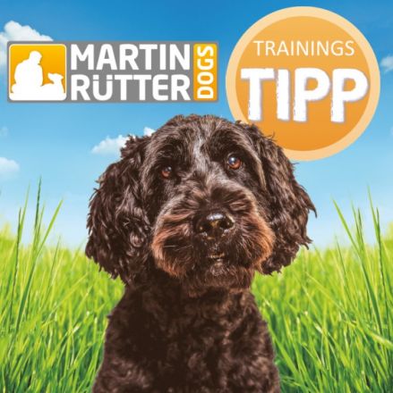 Urlaub mit Hund / Training mit Hund