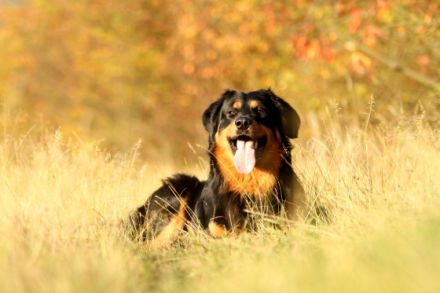 Duron vom Hovawartgut