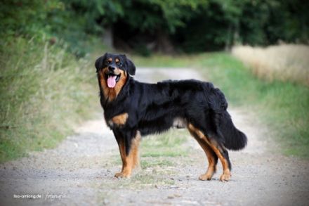 Duron vom Hovawartgut